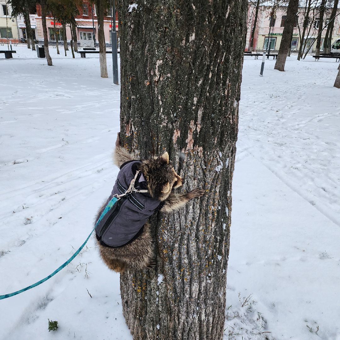 Егорьевск, Енот, Подмосковье, Московская область,