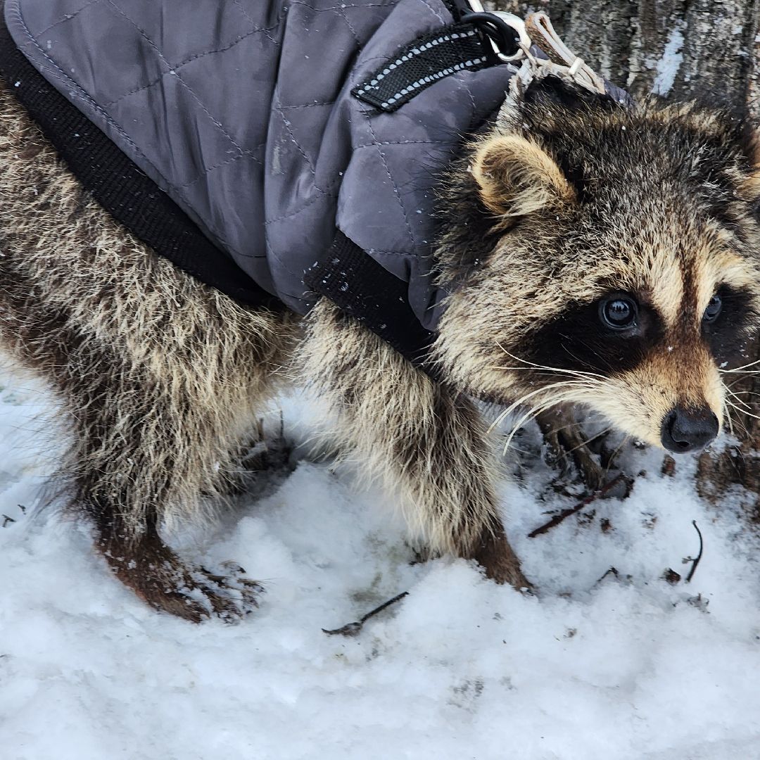 Егорьевск, Енот, Подмосковье, Московская область,