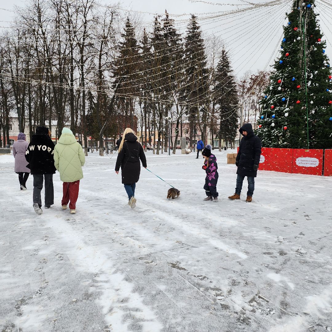 Егорьевск, Енот, Подмосковье, Московская область,