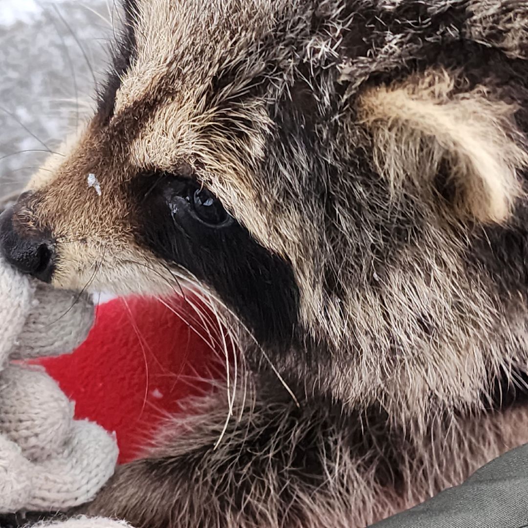 Егорьевск, Енот, Подмосковье, Московская область,