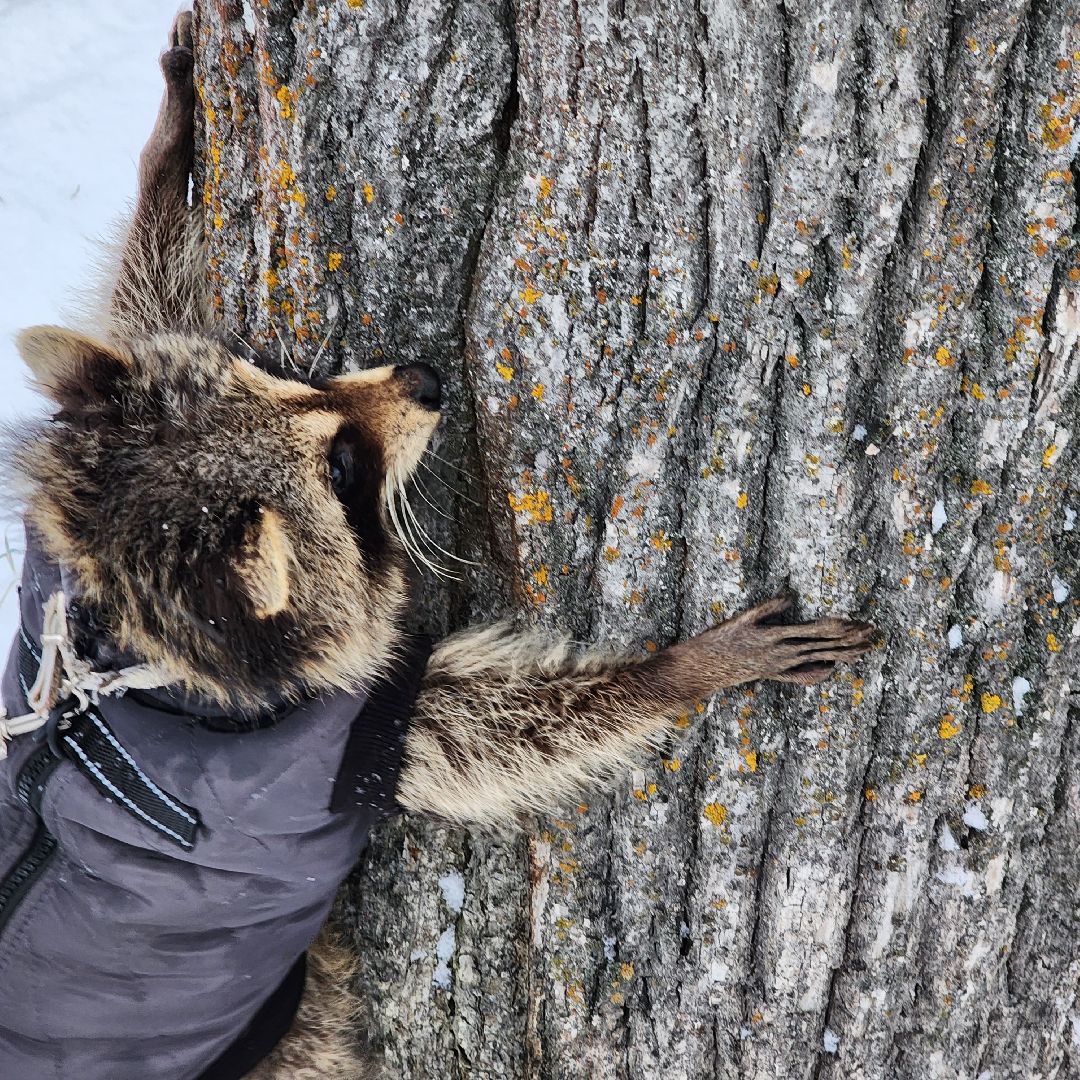 Егорьевск, Енот, Подмосковье, Московская область,