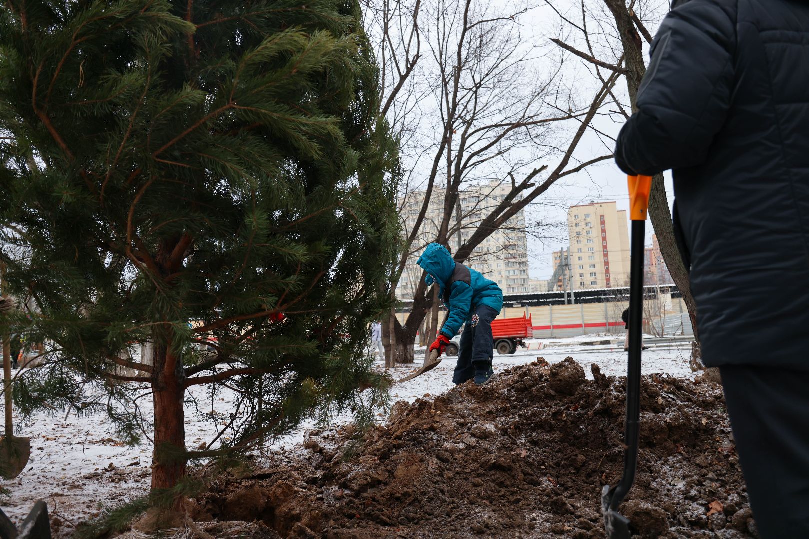 Реутов, благоустройство, деревья, сосны, посадка, зима,