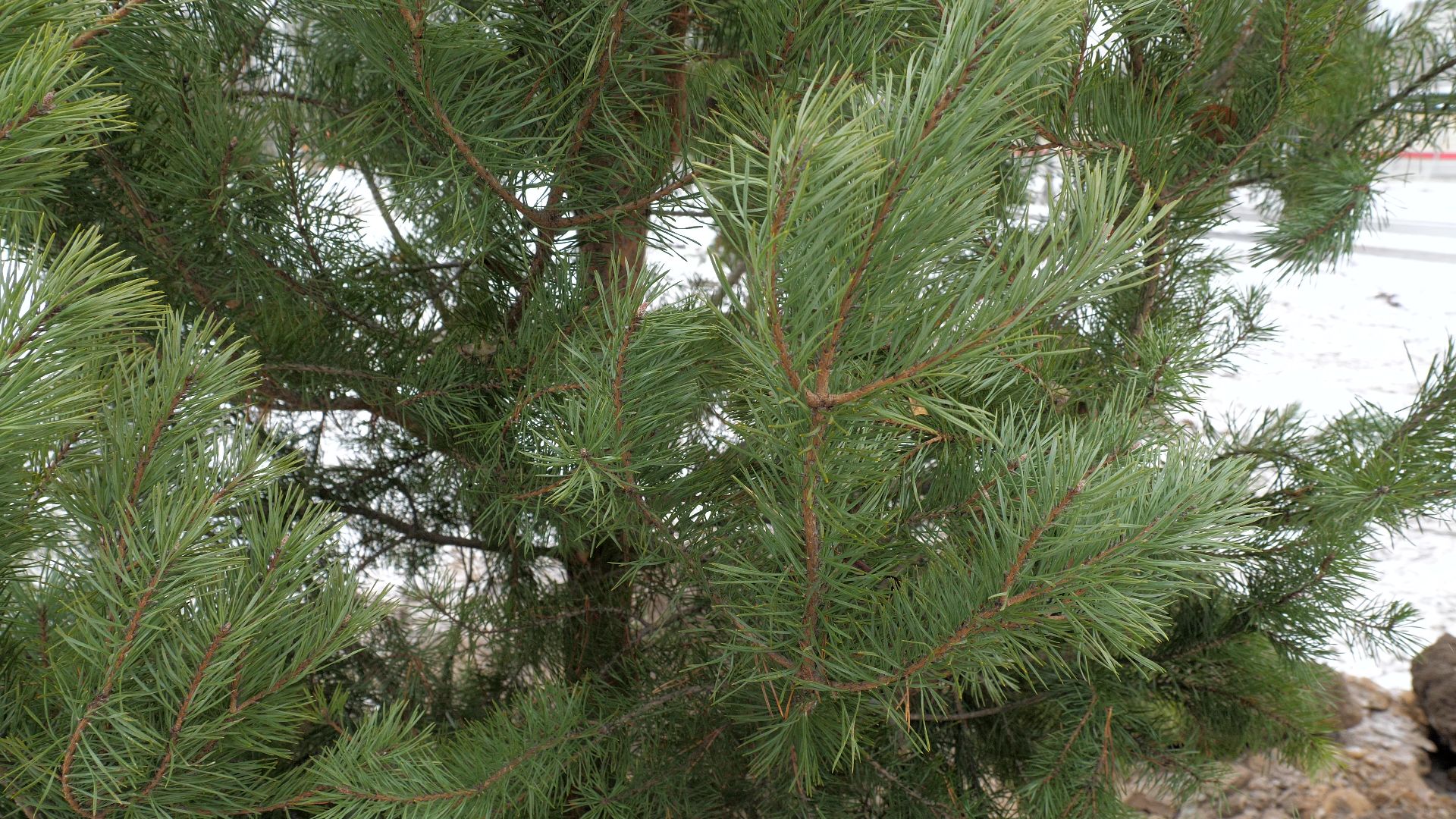 Реутов, благоустройство, деревья, сосны, посадка, зима,