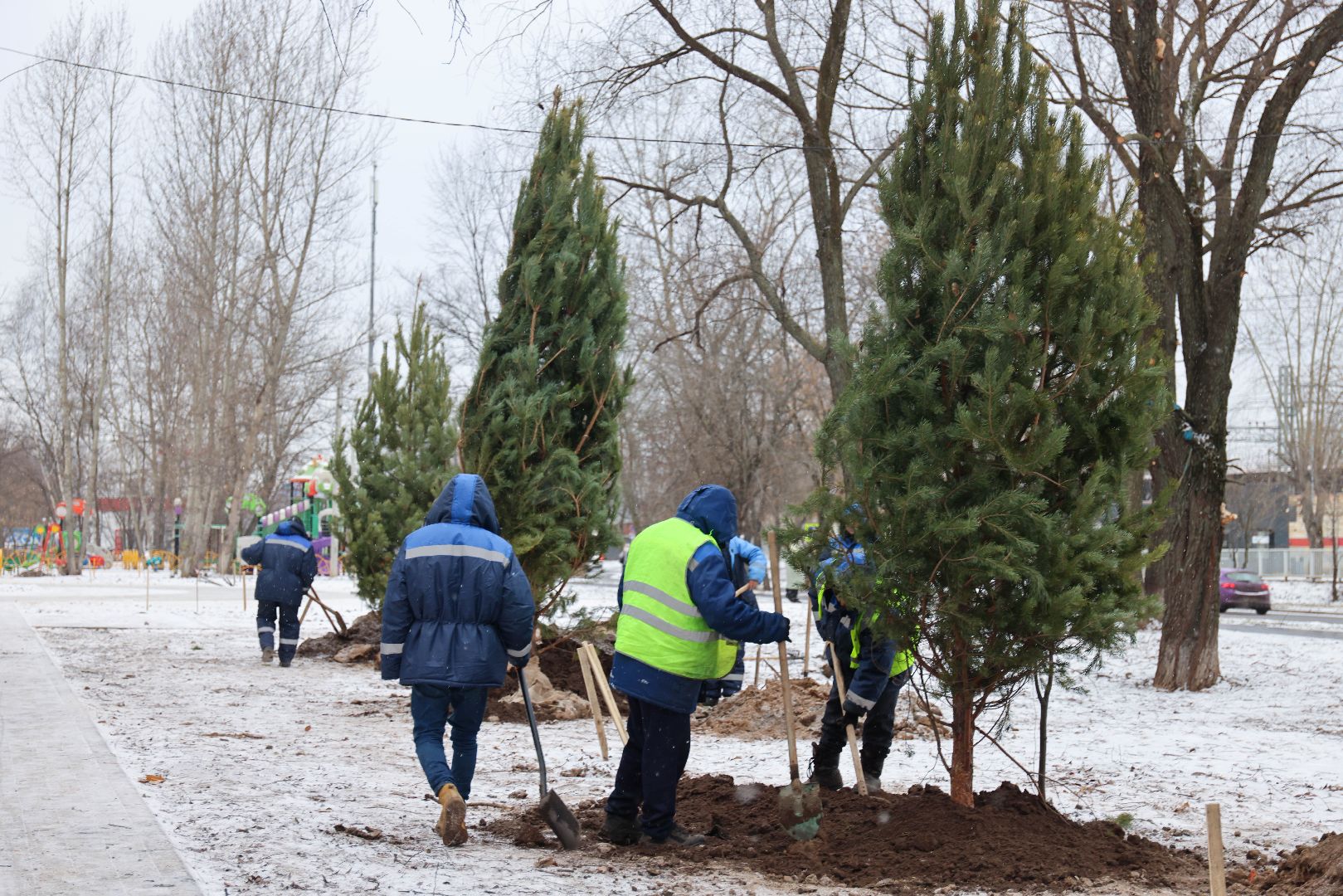 Реутов, благоустройство, деревья, сосны, посадка, зима,