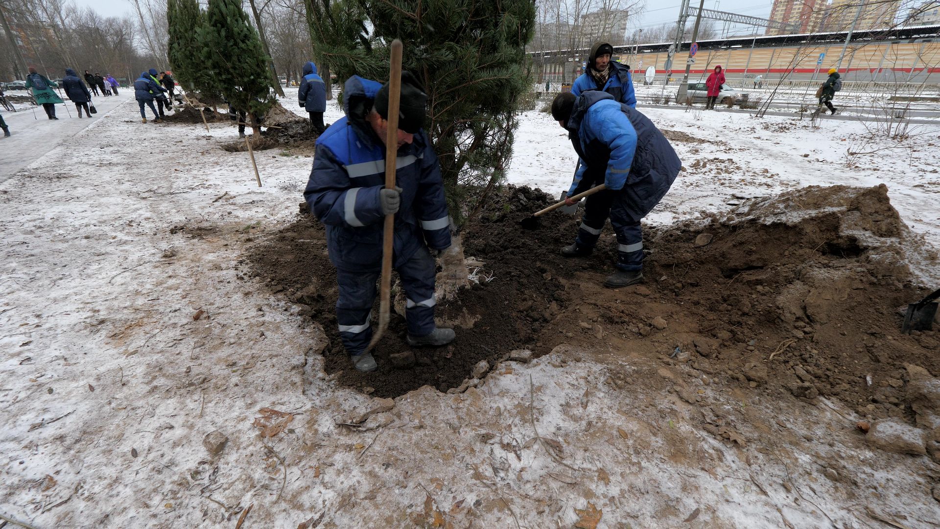 Реутов, благоустройство, деревья, сосны, посадка, зима,