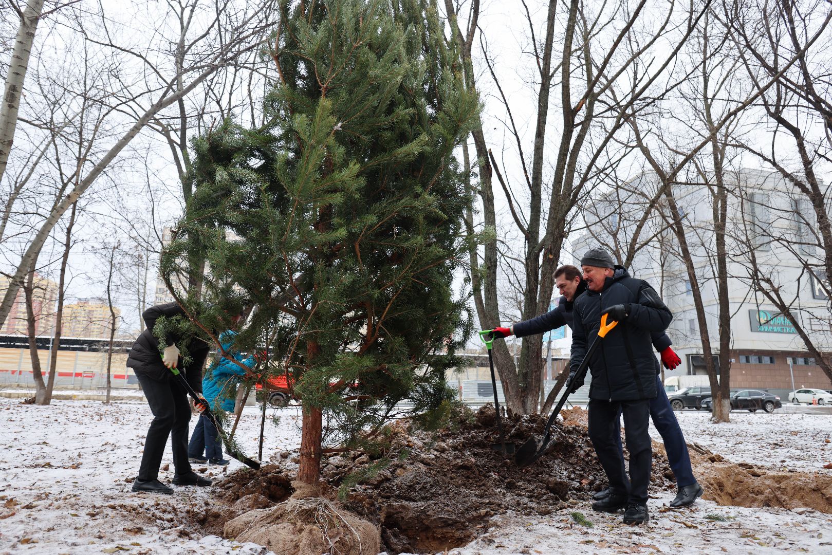 Реутов, благоустройство, деревья, сосны, посадка, зима,