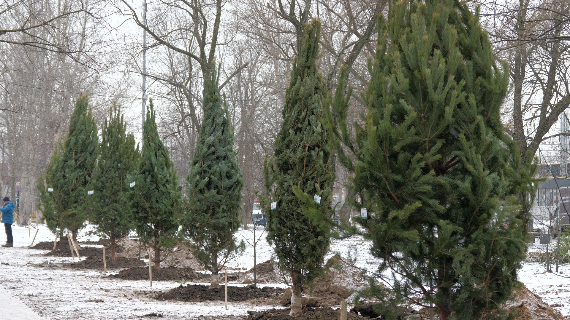 Реутов, благоустройство, деревья, сосны, посадка, зима,