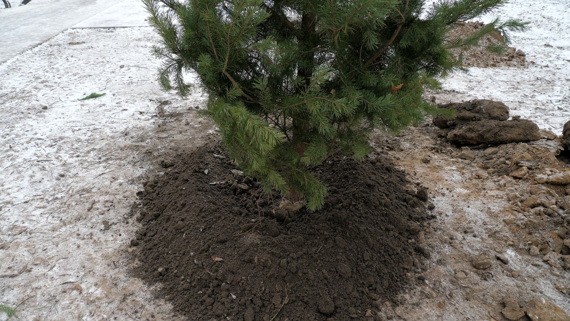 Реутов, благоустройство, деревья, сосны, посадка, зима,