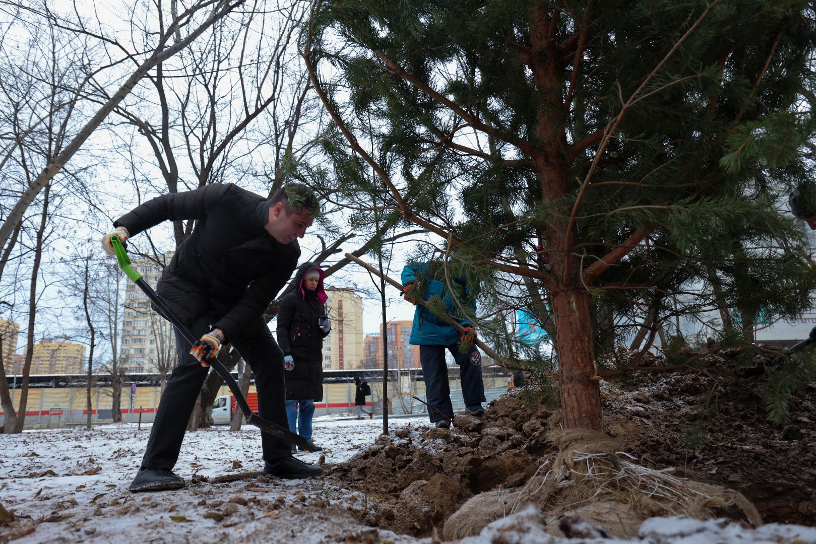 Реутов, благоустройство, деревья, сосны, посадка, зима,
