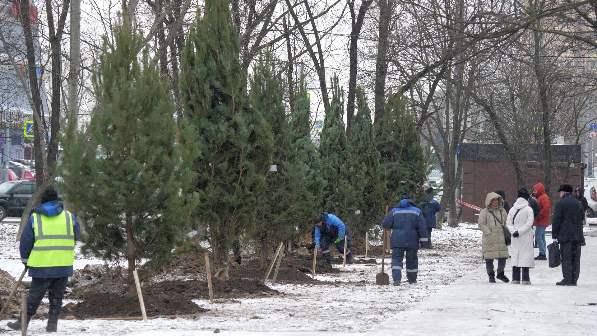 Реутов, благоустройство, деревья, сосны, посадка, зима,