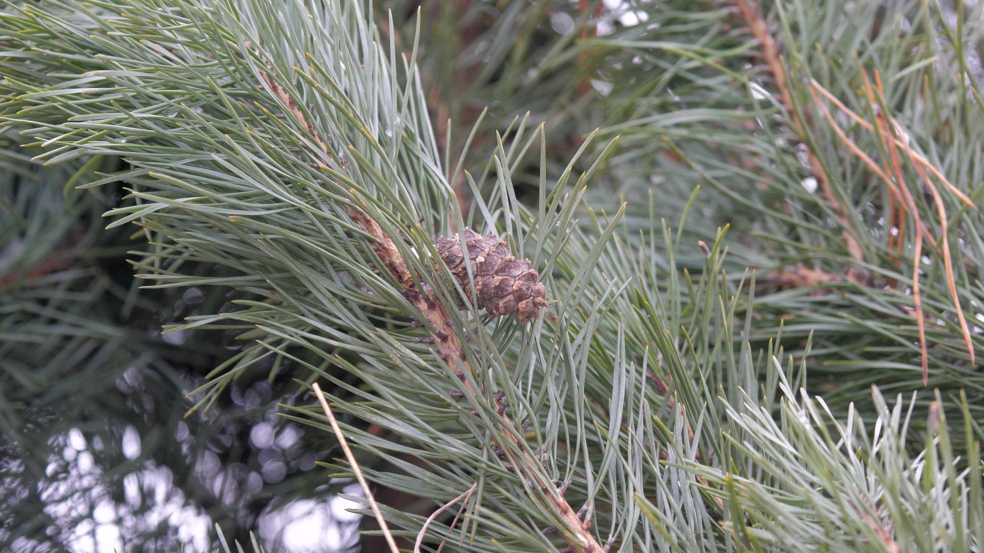 Реутов, благоустройство, деревья, сосны, посадка, зима,