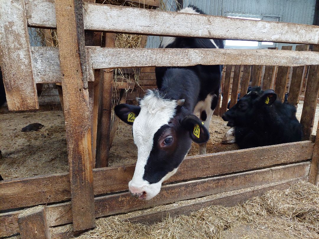 Воскресенск, волонтеры