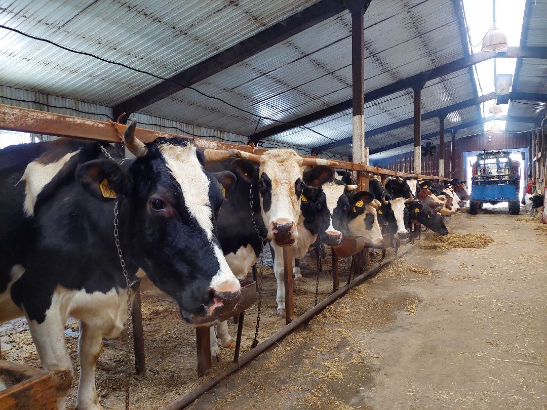 Воскресенск, волонтеры