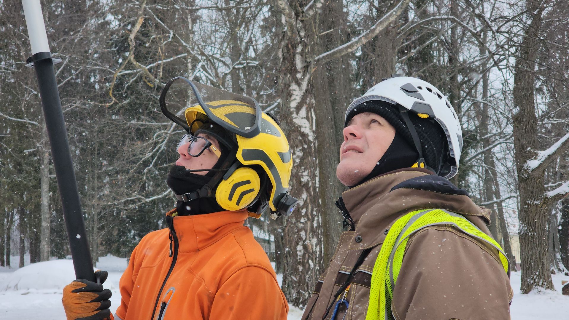 Пушкино, Мураново, экология, фестиваль арбористов, арбористика, Деревья, Попилка,