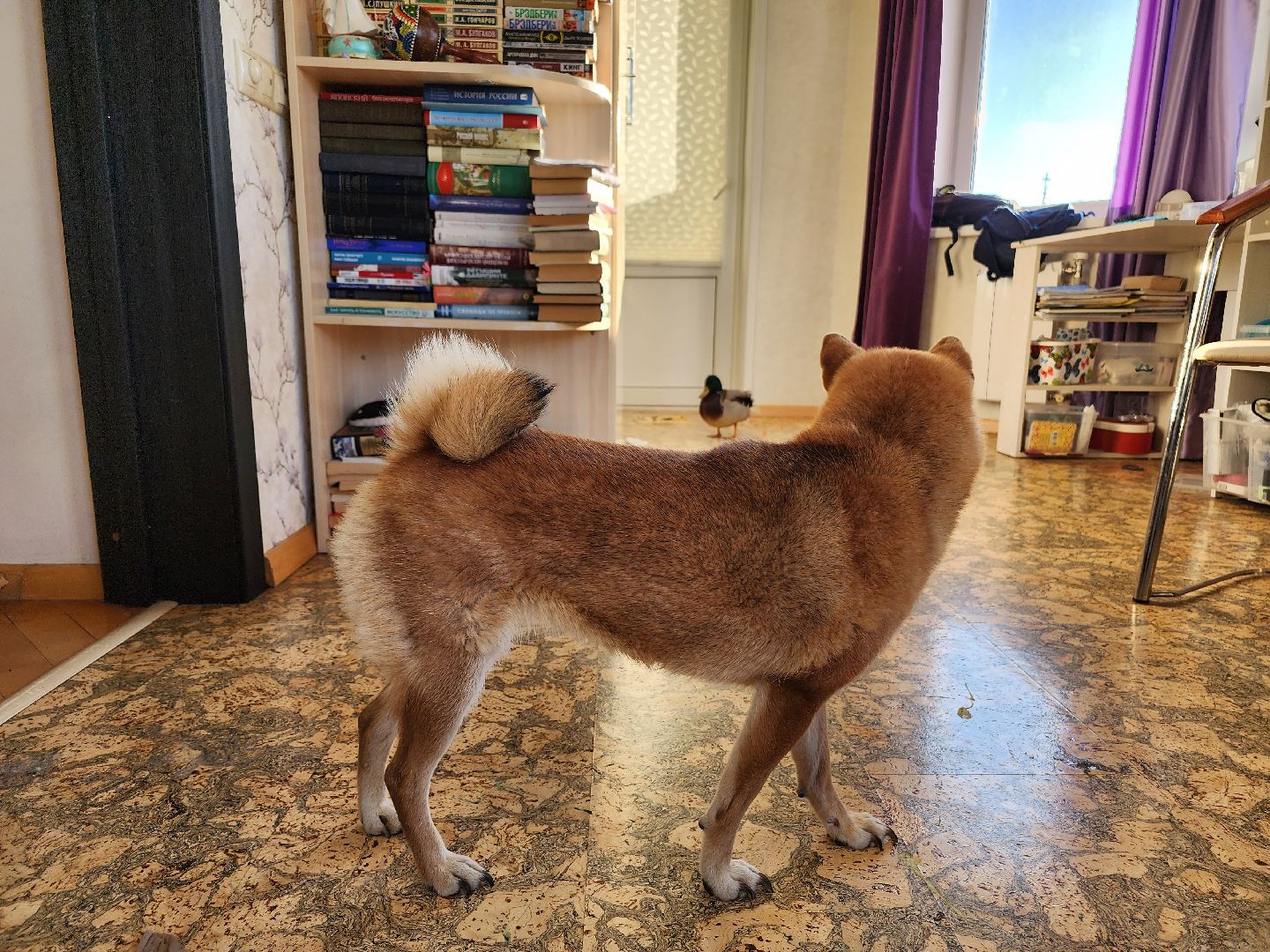 Утка, Селезень, спасение, спасение животных,