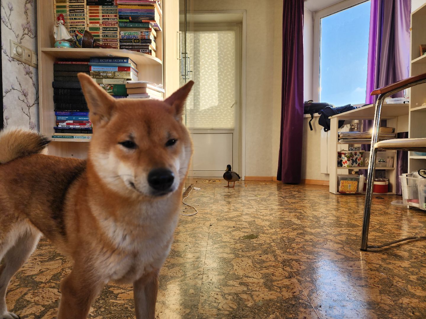 Утка, Селезень, спасение, спасение животных,