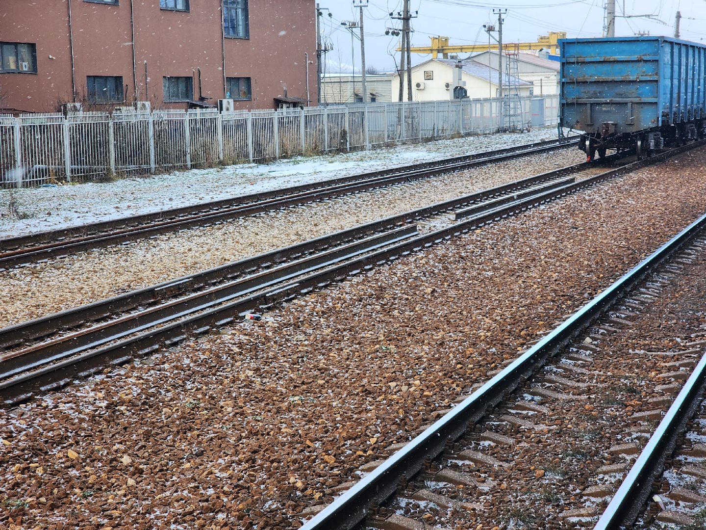 Утка, Селезень, спасение, спасение животных,