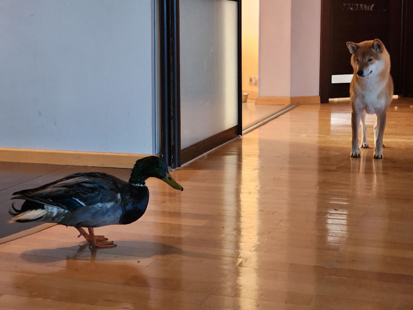 Утка, Селезень, спасение, спасение животных,