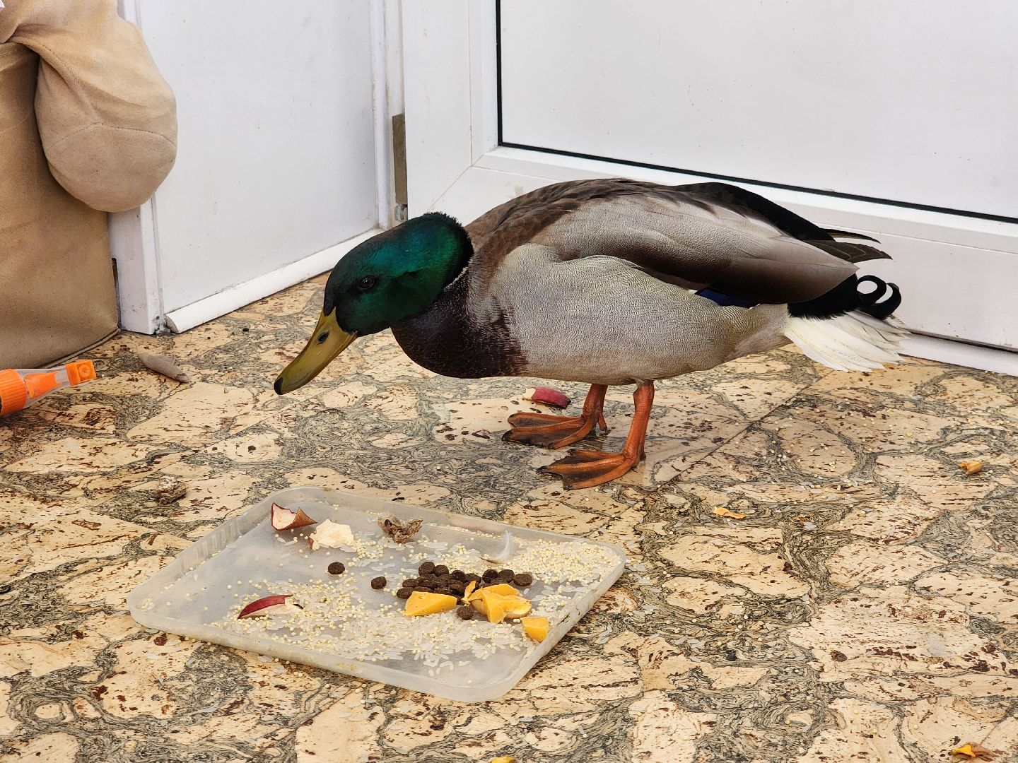 Утка, Селезень, спасение, спасение животных,