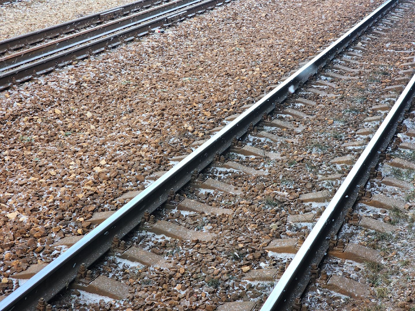 Утка, Селезень, спасение, спасение животных,