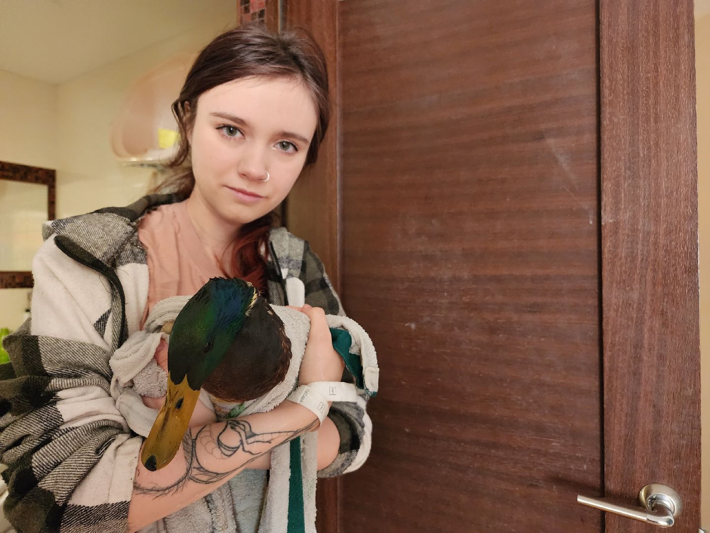 Утка, Селезень, спасение, спасение животных,