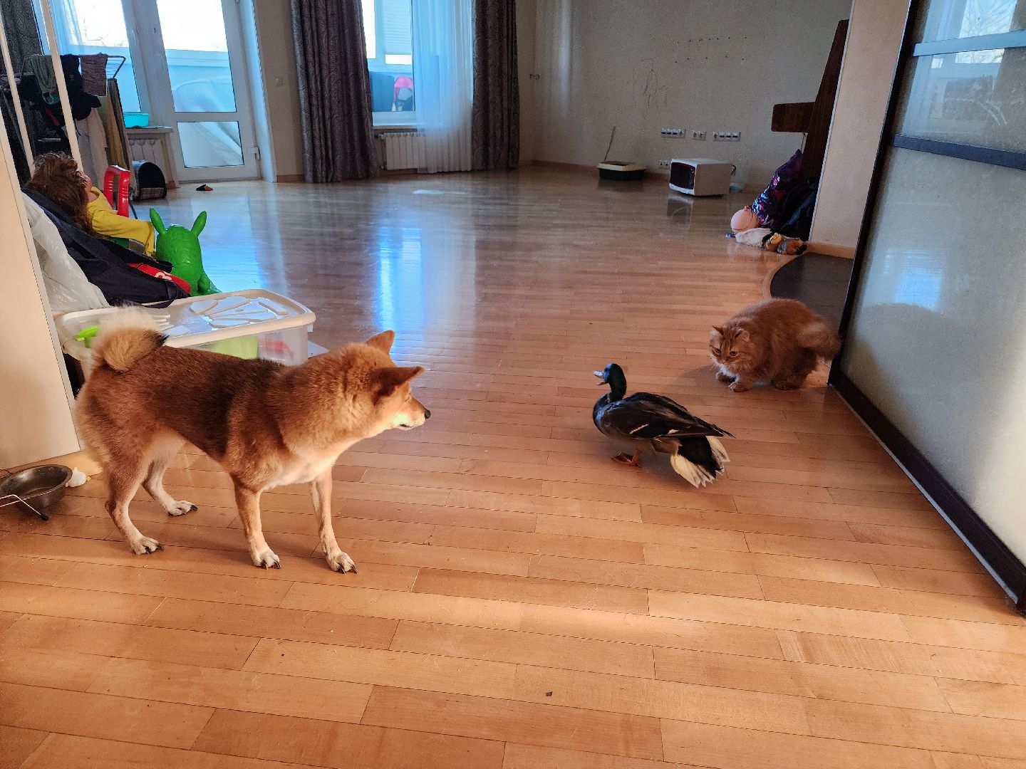 Утка, Селезень, спасение, спасение животных,