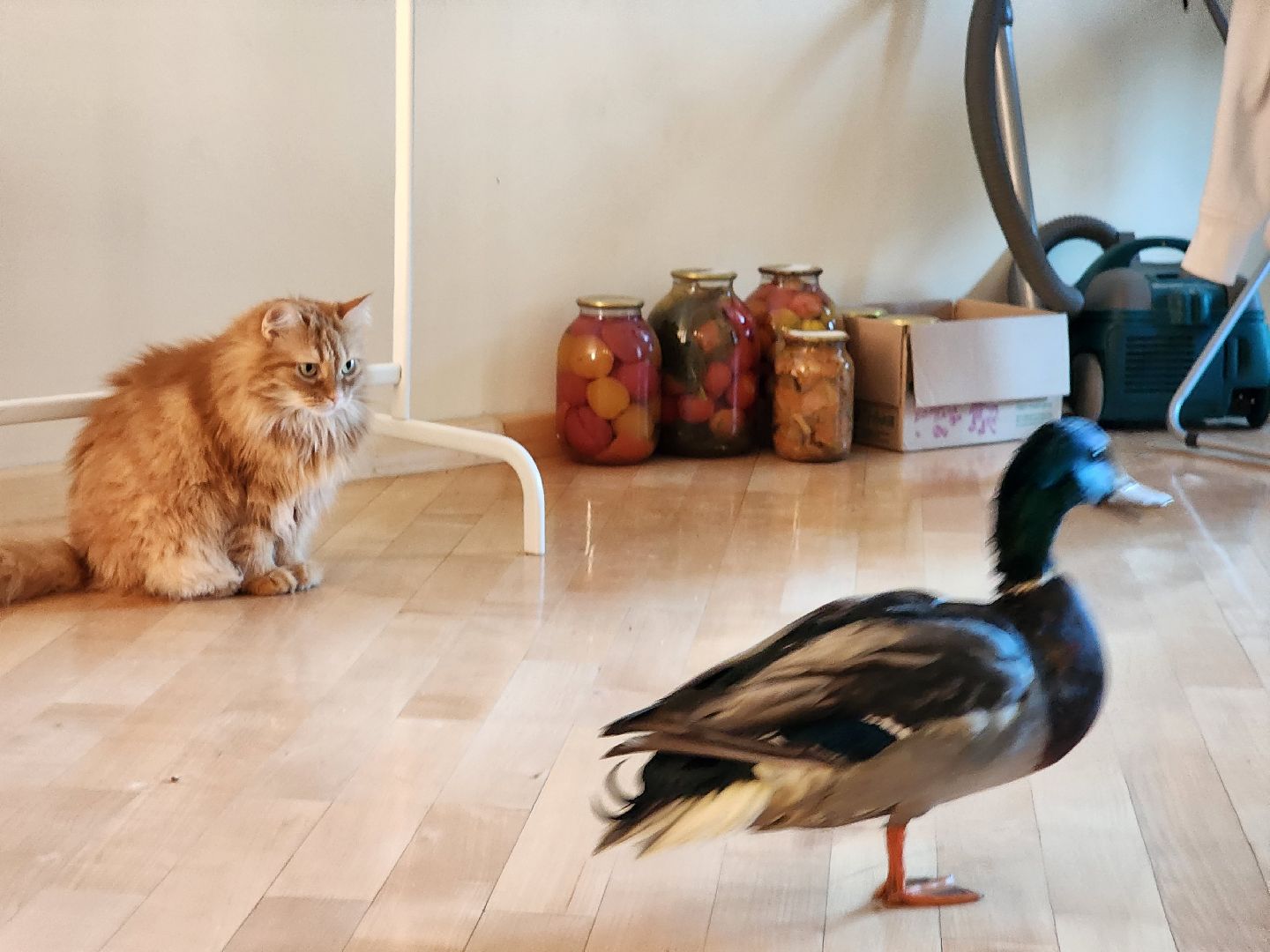 Утка, Селезень, спасение, спасение животных,