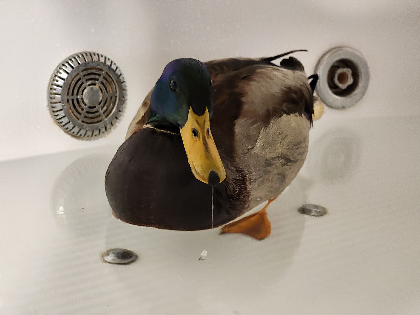 Утка, Селезень, спасение, спасение животных,