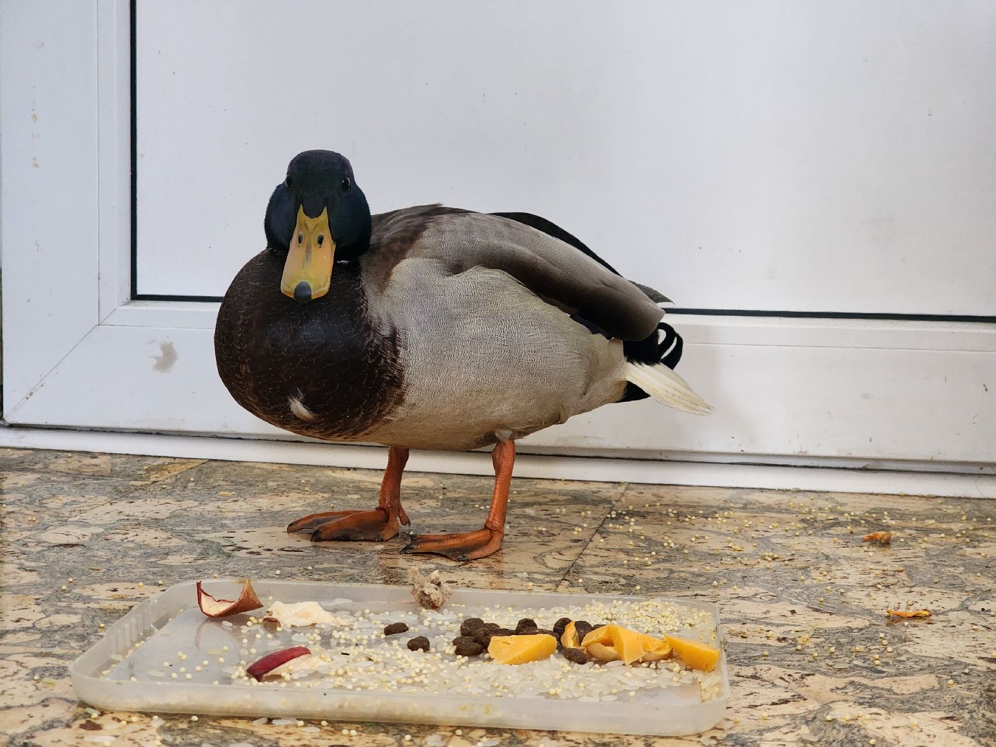 Утка, Селезень, спасение, спасение животных,