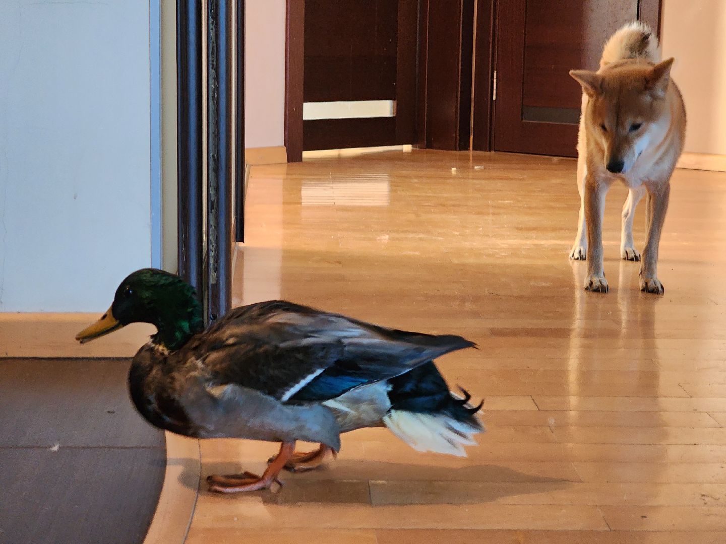 Утка, Селезень, спасение, спасение животных,