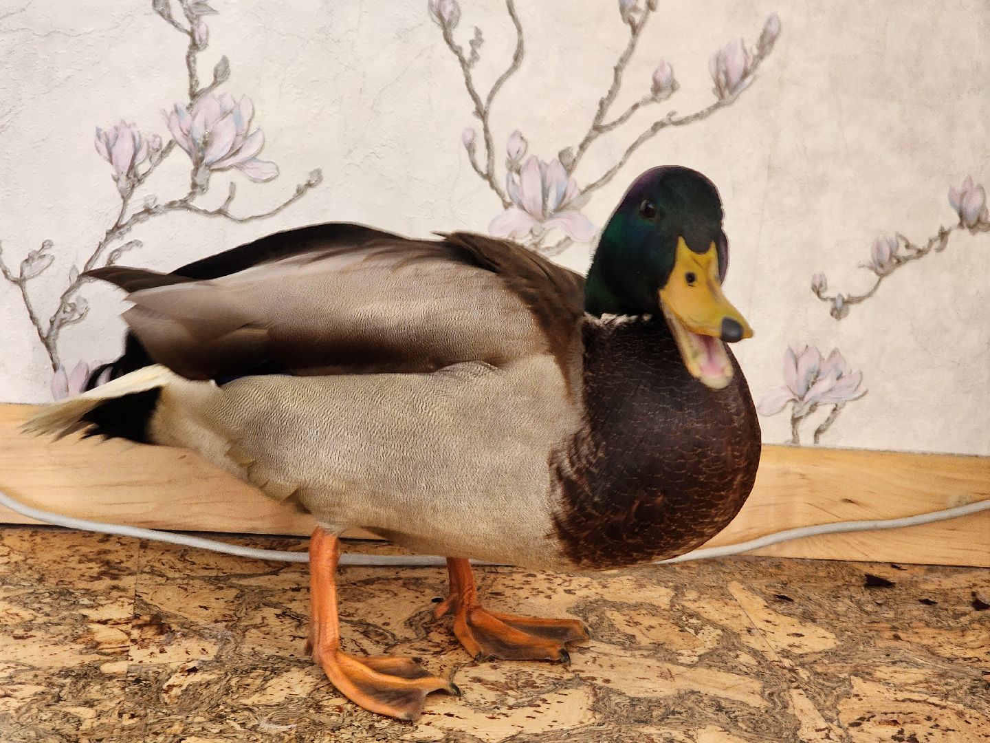 Утка, Селезень, спасение, спасение животных,