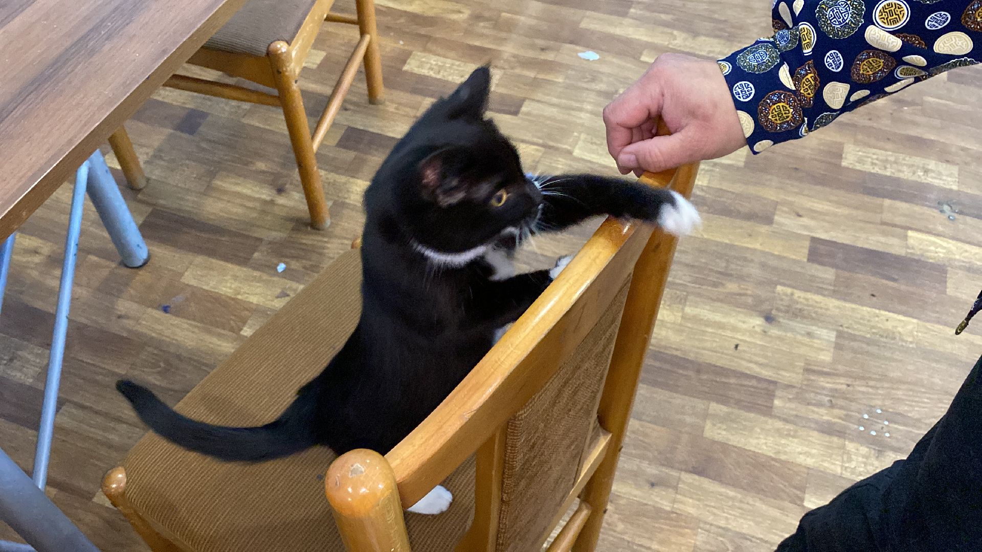 волоколамск, дом культуры, кошки, волонтер, доброе дело, дк, спасение животных, кошка,культура, культура подмосковья,