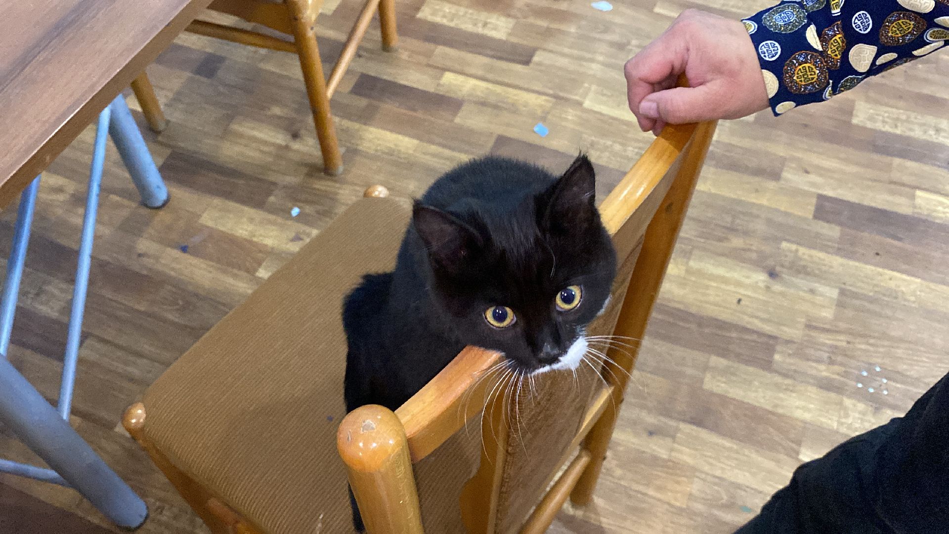 волоколамск, дом культуры, кошки, волонтер, доброе дело, дк, спасение животных, кошка,культура, культура подмосковья,