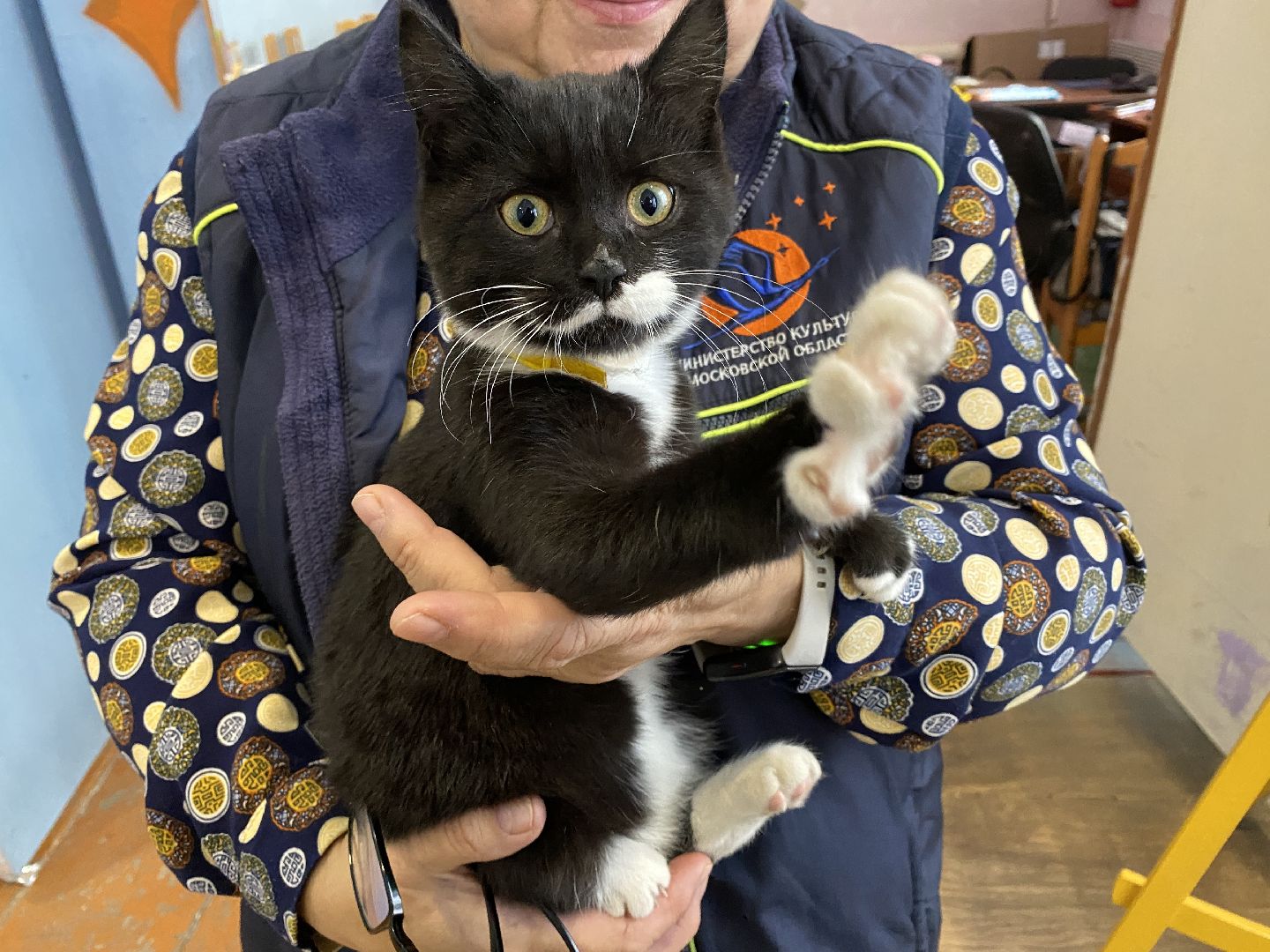 волоколамск, дом культуры, кошки, волонтер, доброе дело, дк, спасение животных, кошка,культура, культура подмосковья,