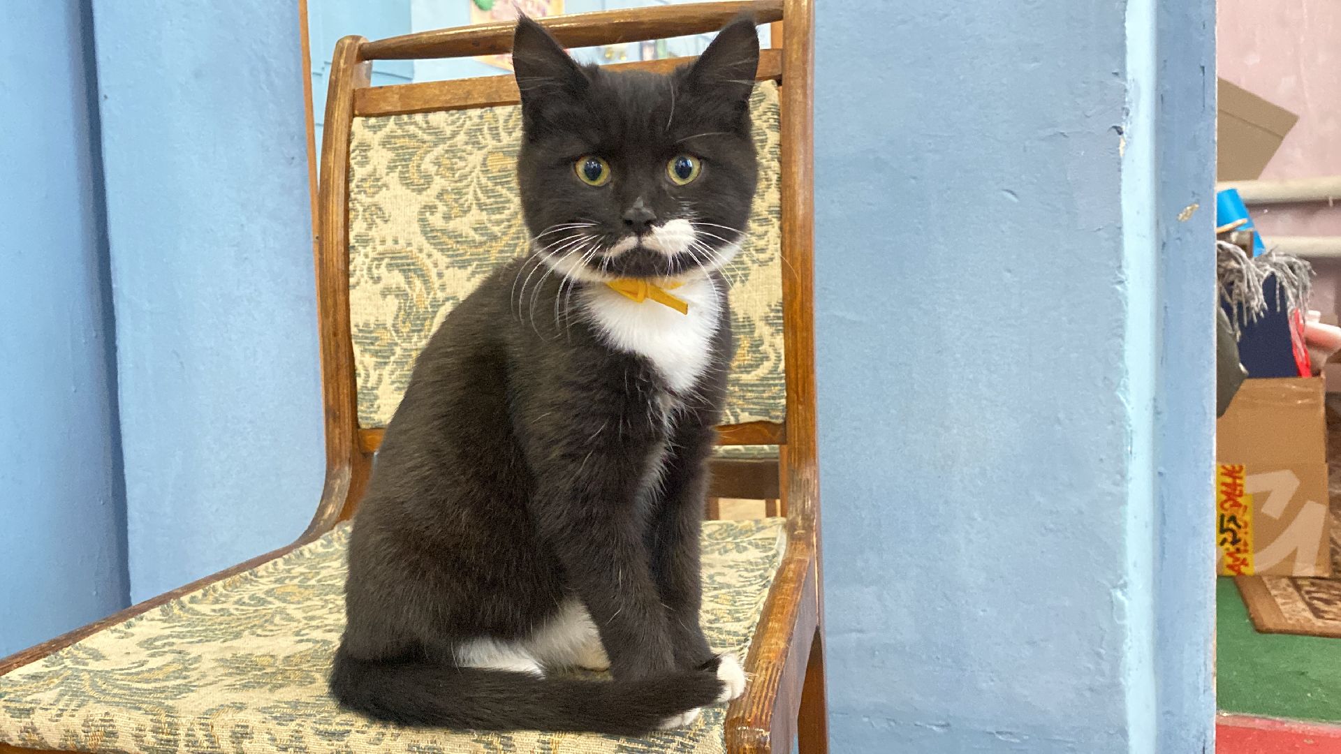 волоколамск, дом культуры, кошки, волонтер, доброе дело, дк, спасение животных, кошка,культура, культура подмосковья,