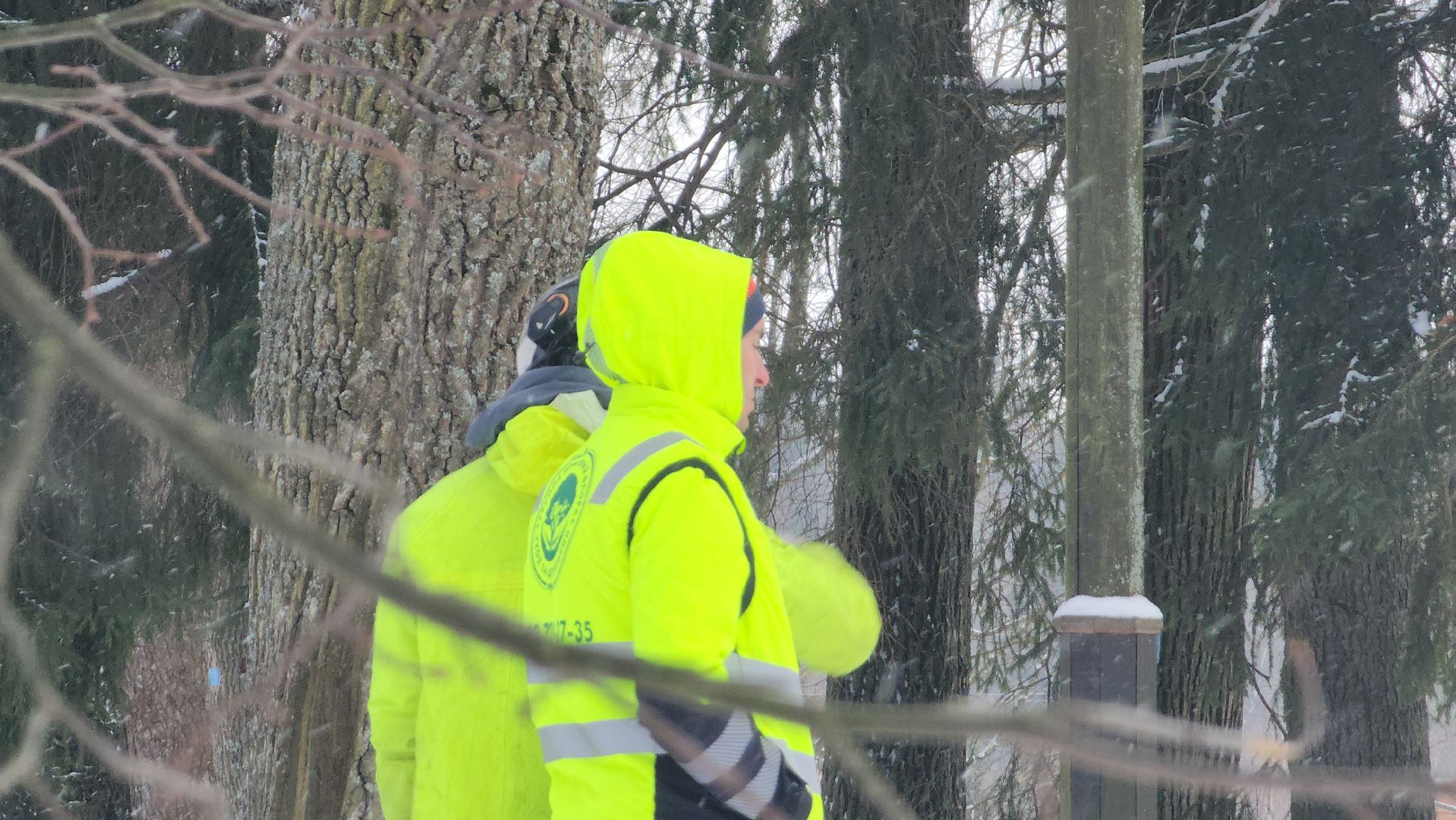 Арбористика, фестиваль арбористики, Пушкино, Городской округ Пушкинский, щёлково, экология, природа, Мураново, усадьба Мураново,