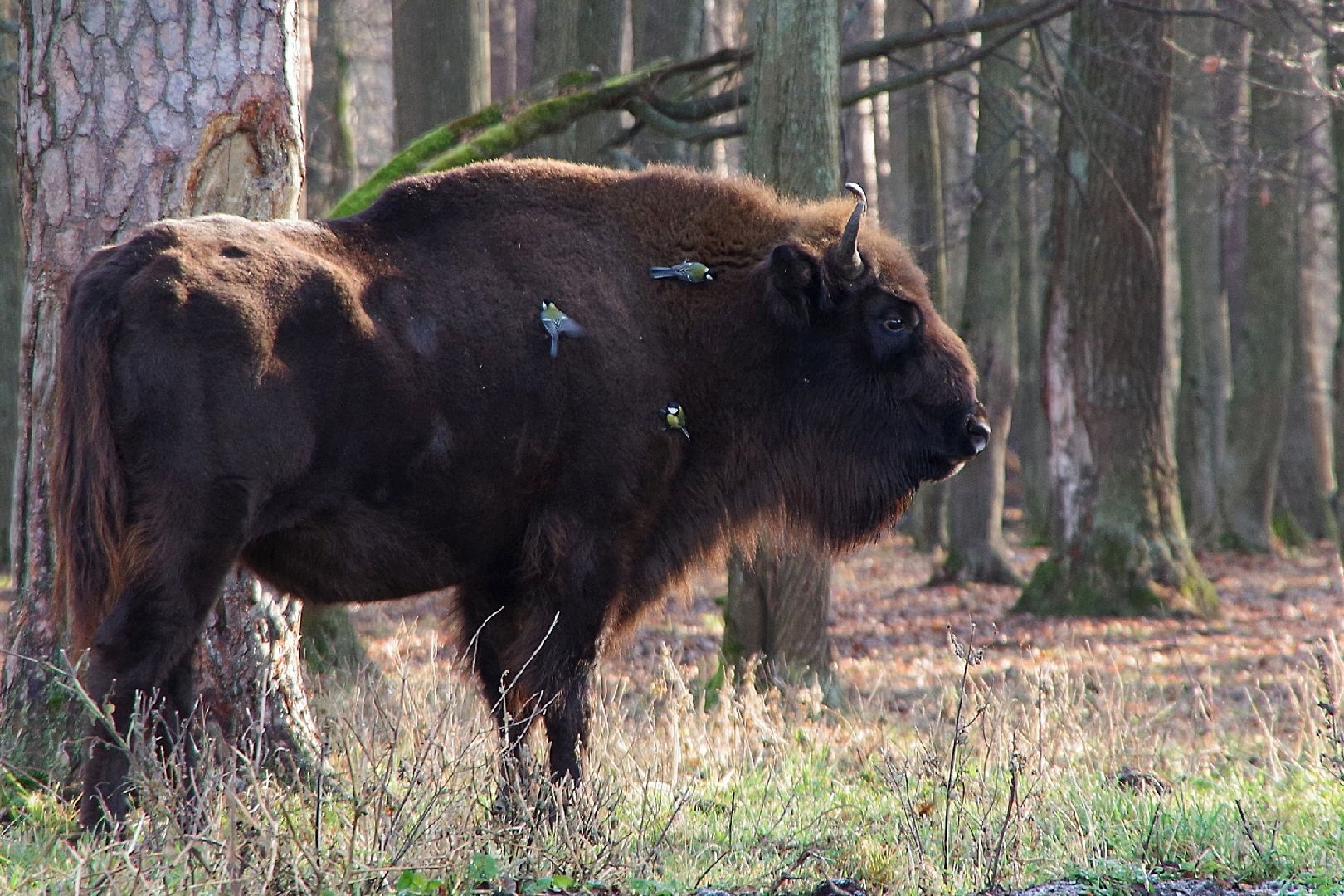 серпухов, подмосковье, заповедник, Приокско-Террасный заповедник, синицы, зубры,