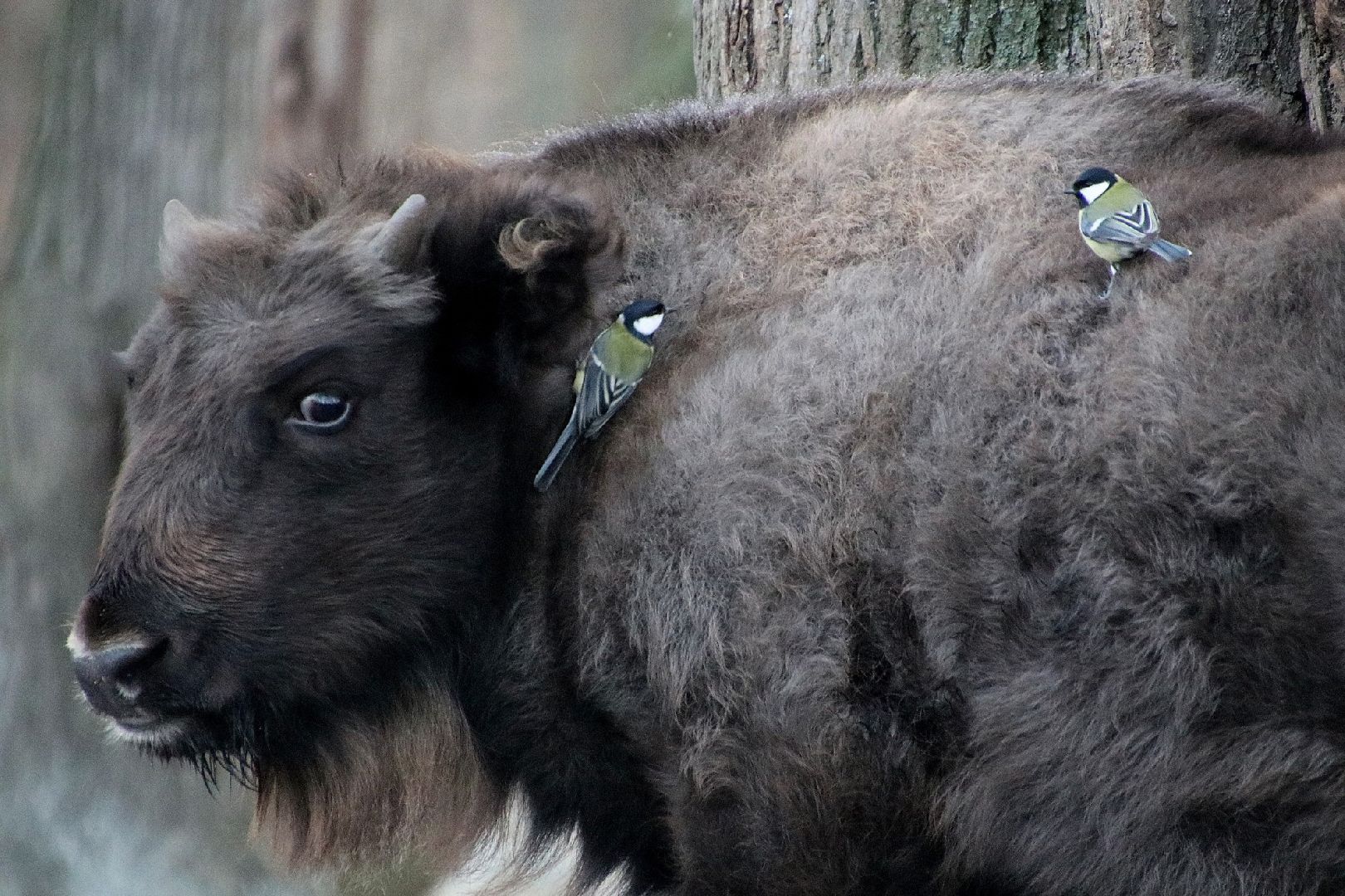 серпухов, подмосковье, заповедник, Приокско-Террасный заповедник, синицы, зубры,