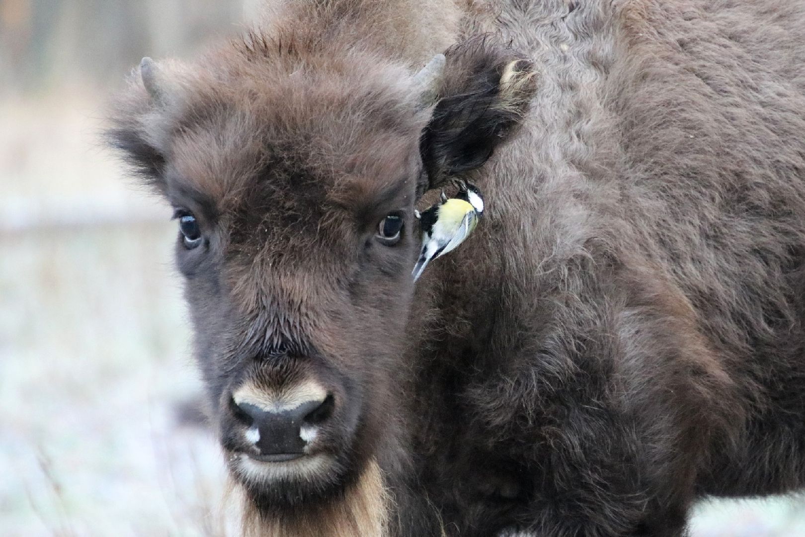 серпухов, подмосковье, заповедник, Приокско-Террасный заповедник, синицы, зубры,