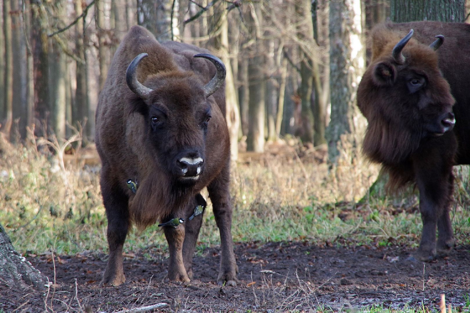 серпухов, подмосковье, заповедник, Приокско-Террасный заповедник, синицы, зубры,