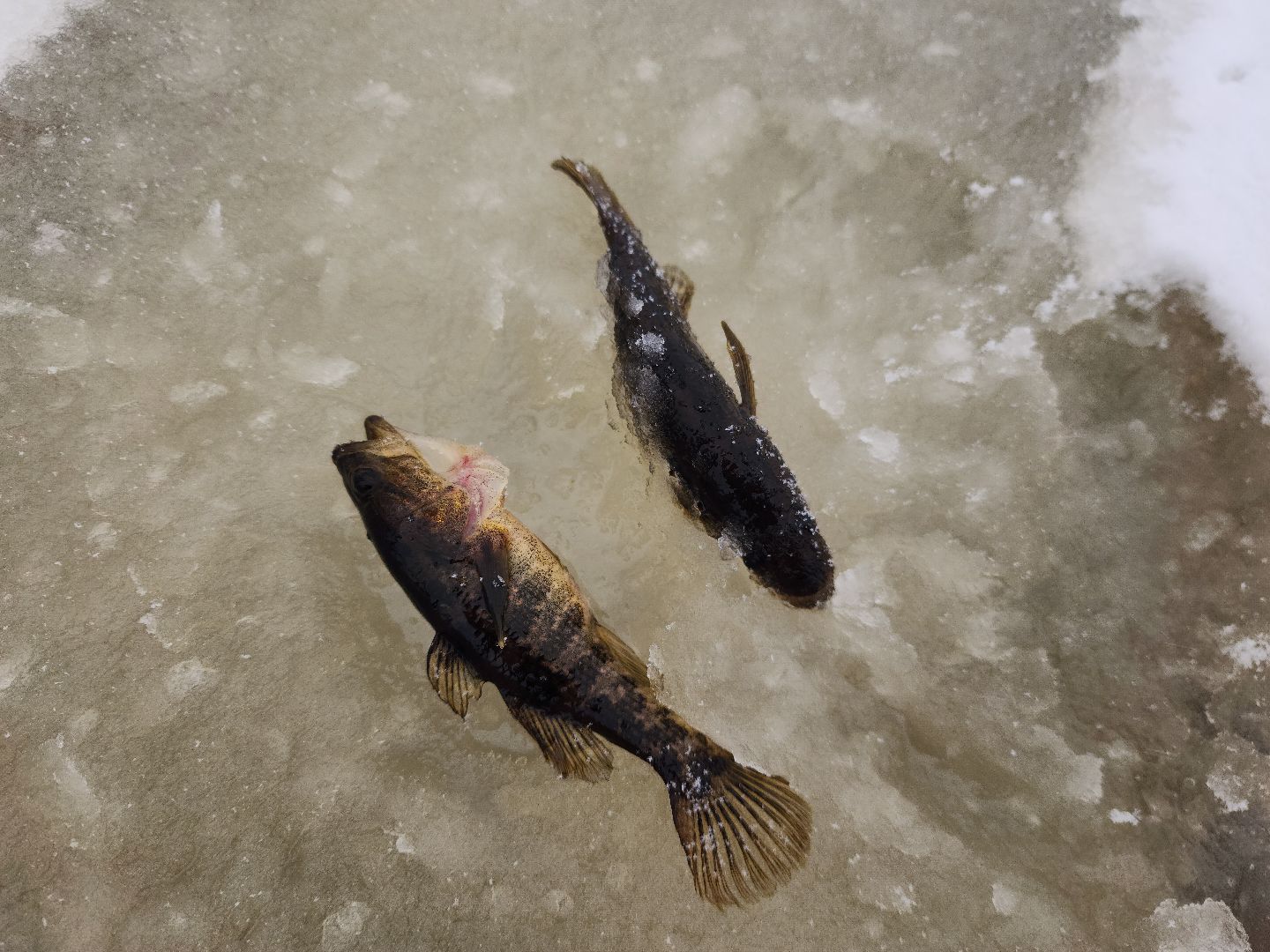 шатура, карьеры, первй лед, рыбалка, зимняя рыбалка, первая,