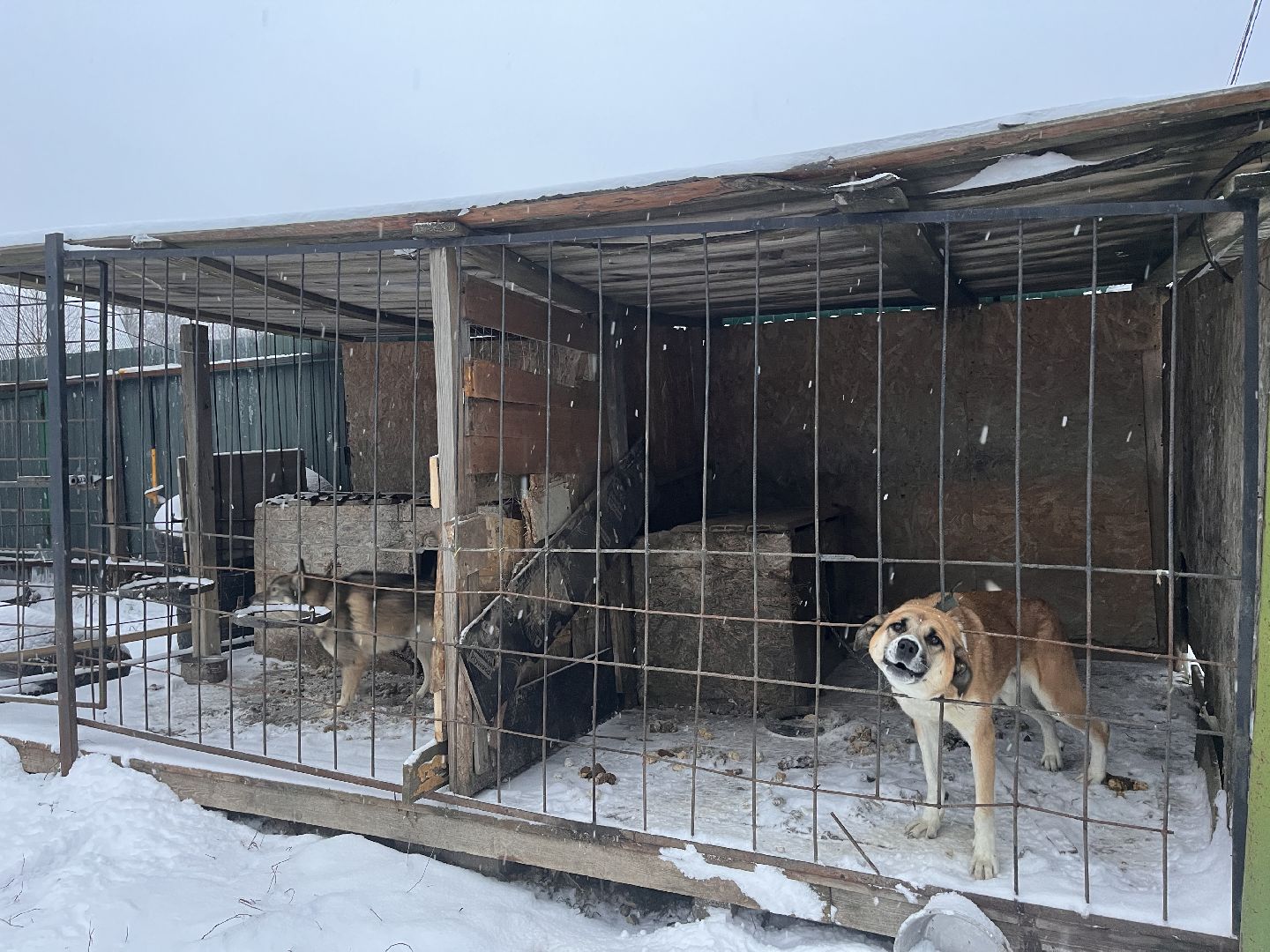 шаховская, дети, многодетная мама, многодетная семья,