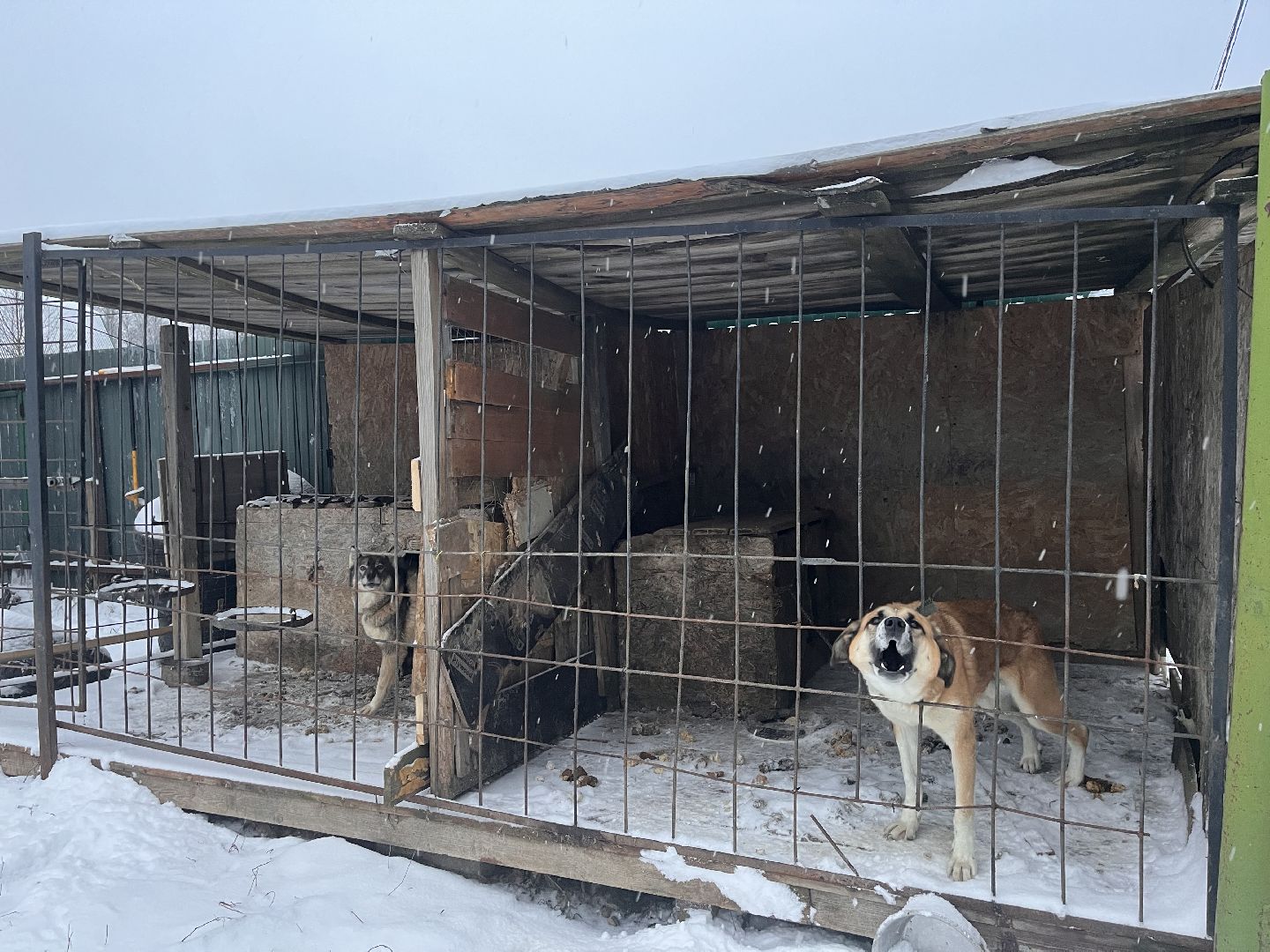 шаховская, дети, многодетная мама, многодетная семья,