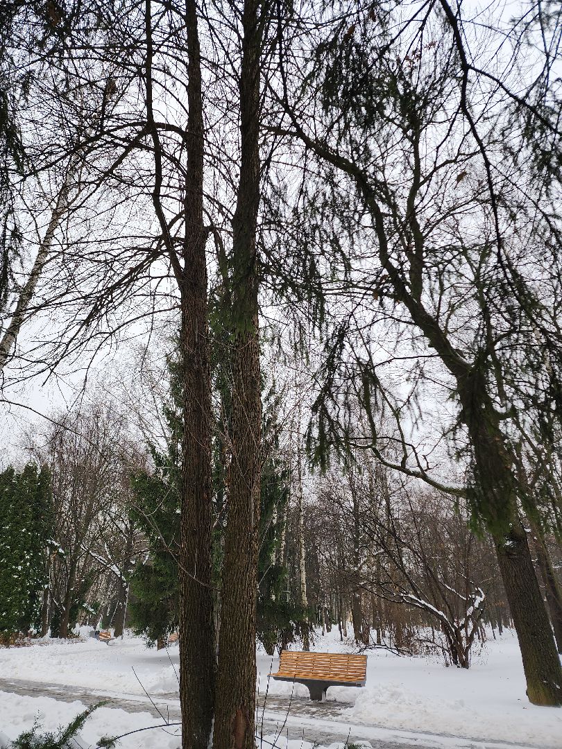 Новый год, Химки, Парки,