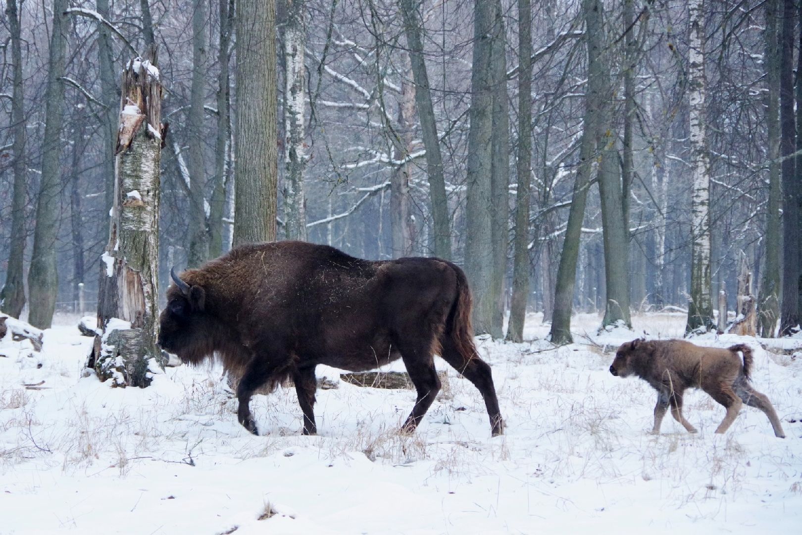 серпухов, Приокско-Террасный заповедник, зубры, юбилей,