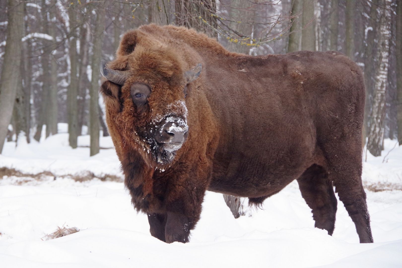 серпухов, Приокско-Террасный заповедник, зубры, юбилей,