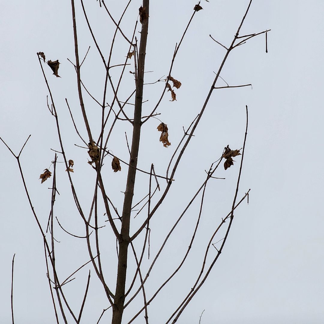 парк 200 лет егорьевску, благоустройство, подмосковье, Московская область,
