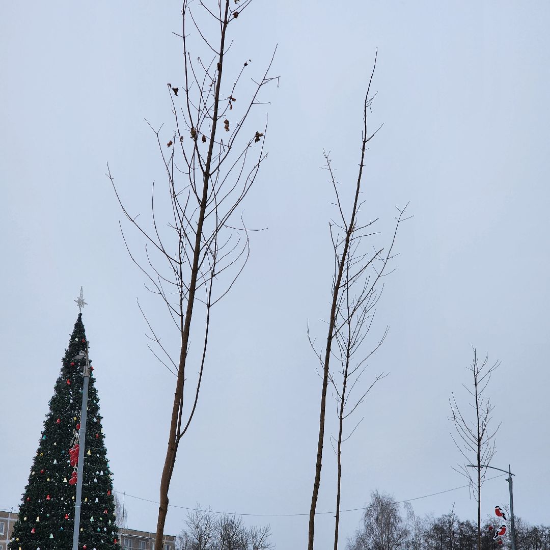 парк 200 лет егорьевску, благоустройство, подмосковье, Московская область,