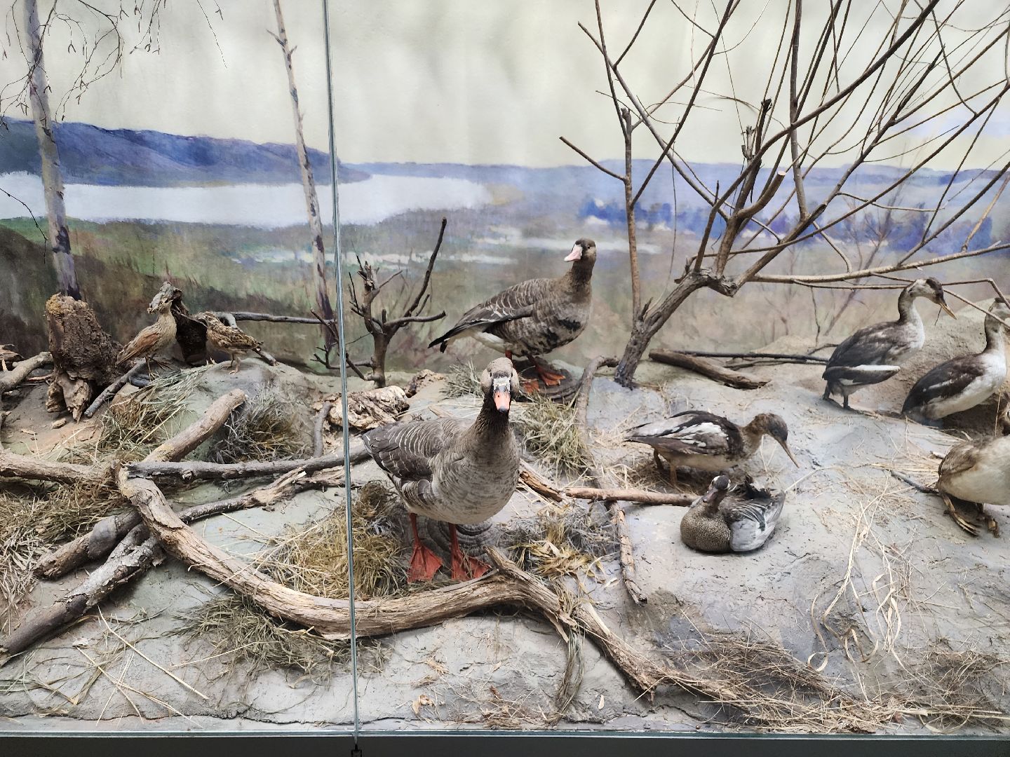 серпухов, подмосковье, приокско-террасный заповедник, музей животных,