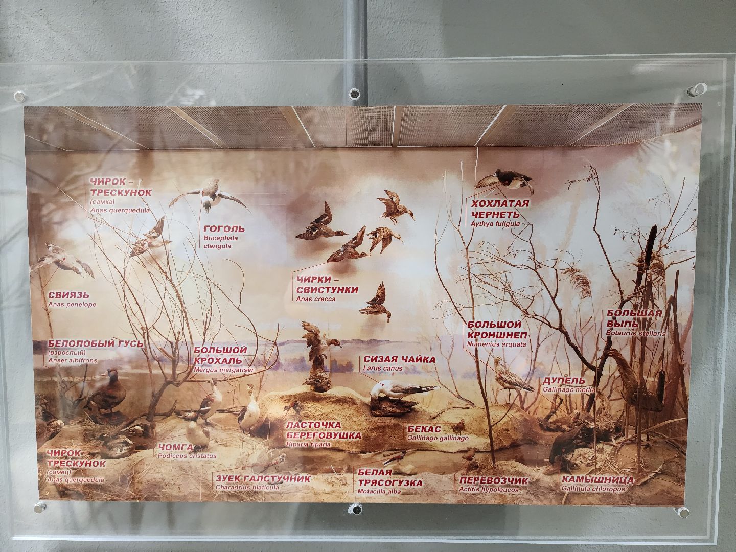 серпухов, подмосковье, приокско-террасный заповедник, музей животных,